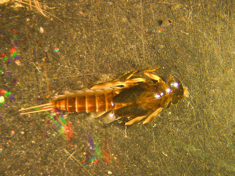 Cinygmula reticulata (Western Ginger Quill) Mayfly Nymph from the Big Thompson River in Montana