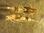 Anafroptilum conturbatum (Tiny Sulphur Dun) Mayfly Nymph from Bowman Lake in Montana