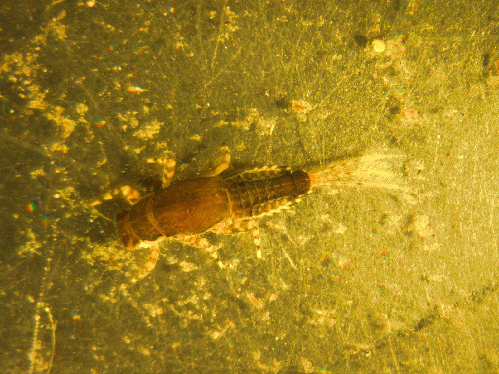 Ephemerella (Hendricksons, Sulphurs, PMDs) Mayfly Nymph from Rock Creek in Montana