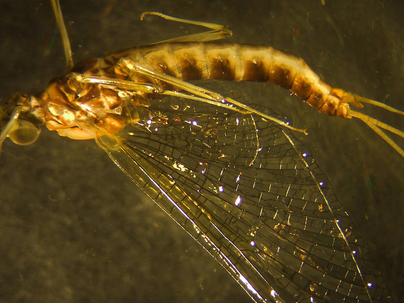 Rhithrogena virilis Mayfly Spinner from the Big Thompson River in Montana