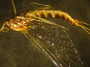 Rhithrogena virilis  Mayfly Spinner