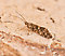 Glossosoma (Little Brown Short-horned Sedges) Saddle-case Maker Adult