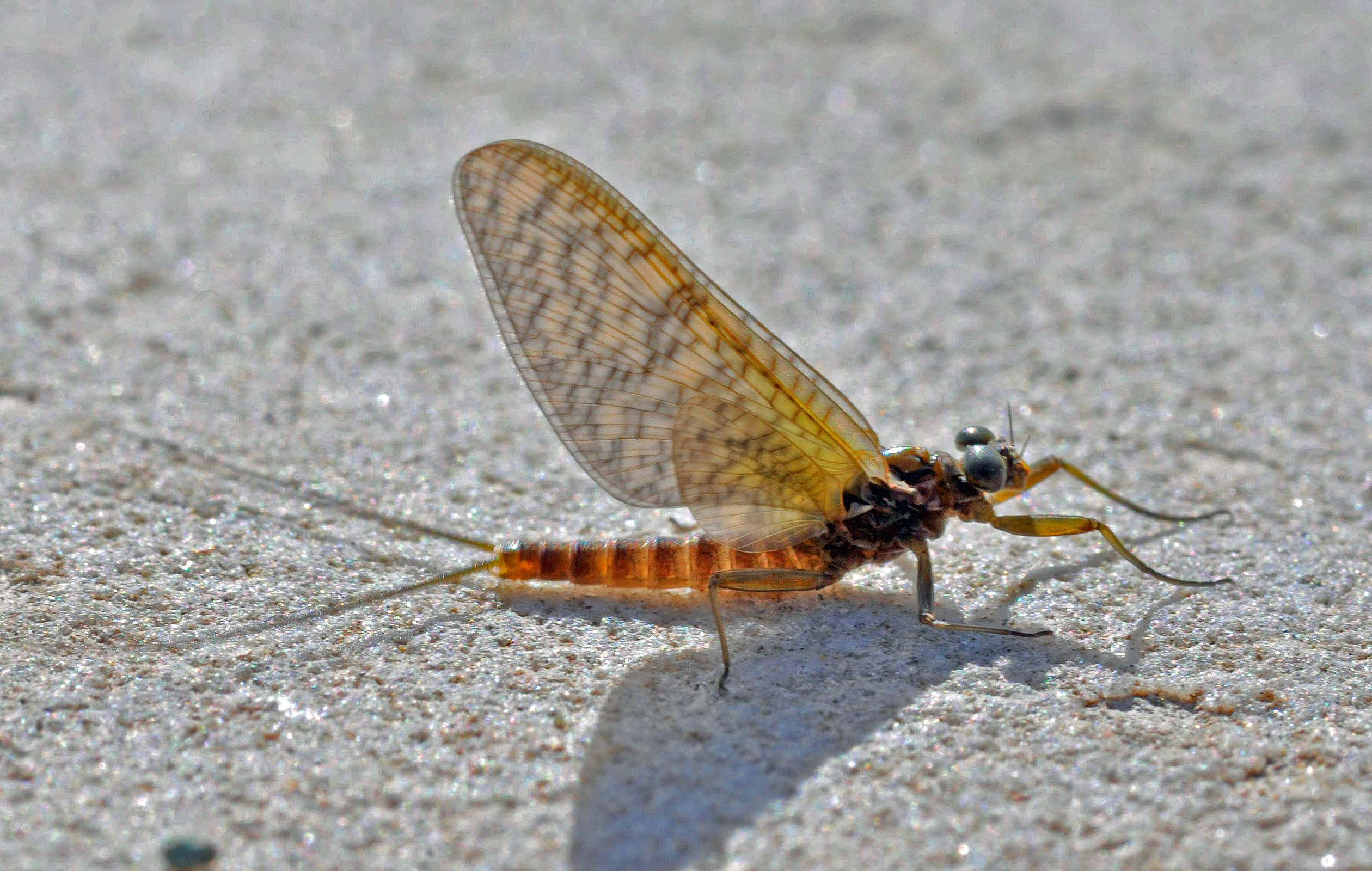 Rhithrogena Mayfly Dun from the Big Thompson River in Montana