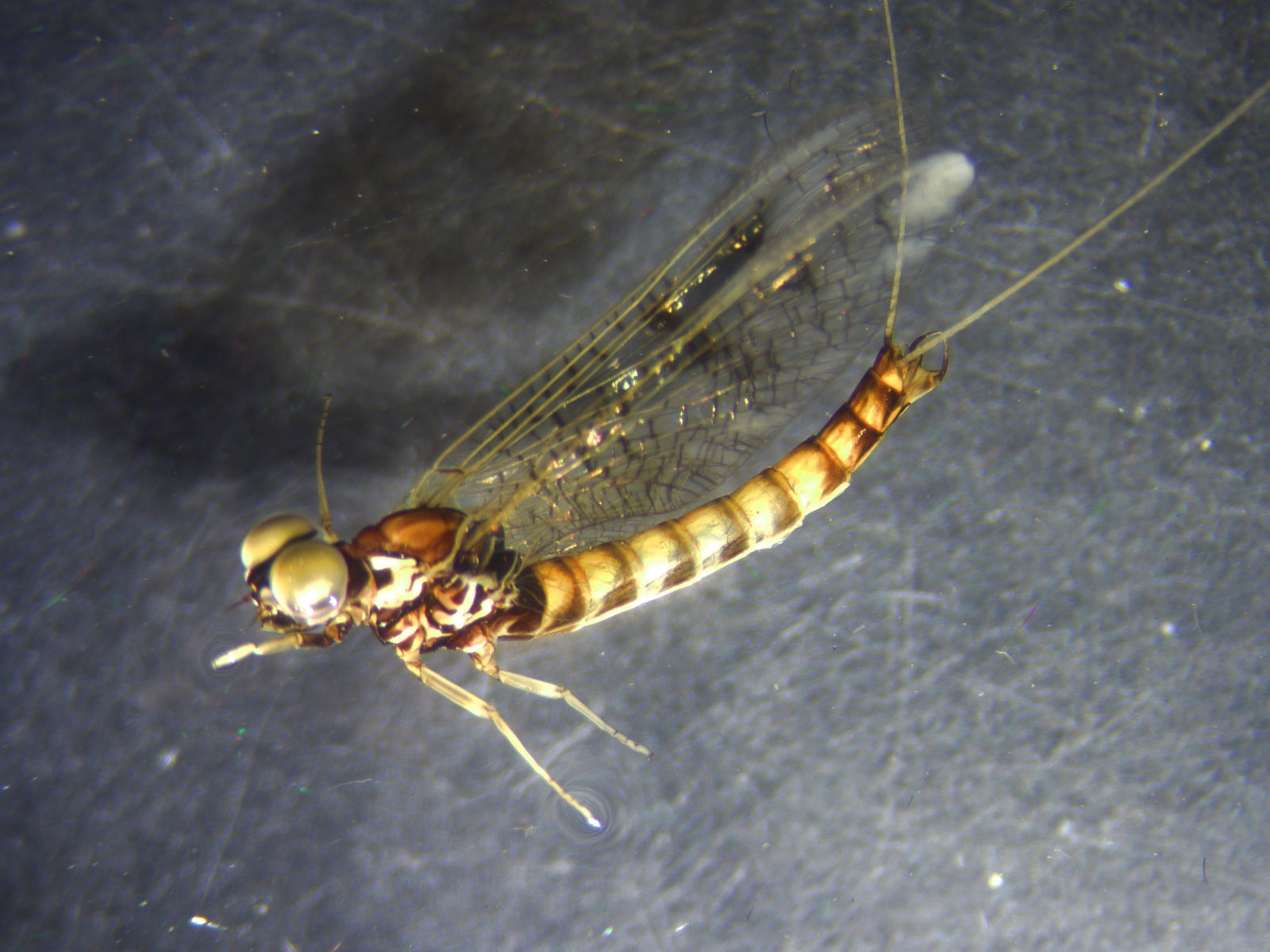 Male Ameletus subnotatus (Brown Dun) Mayfly Spinner from the Jocko River in Montana