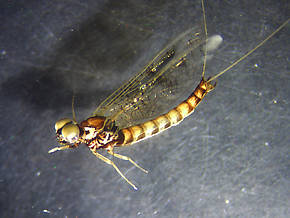 Male Ameletus subnotatus (Brown Dun) Mayfly Spinner