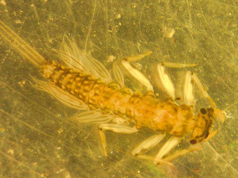 Paraleptophlebia bicornuta (Mahogany Dun) Mayfly Nymph from Flathead Lake in Montana