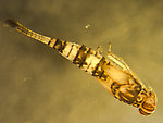 Procloeon pennulatum (Tiny Sulphur Dun) Mayfly Nymph from Murphy Lake in Montana
