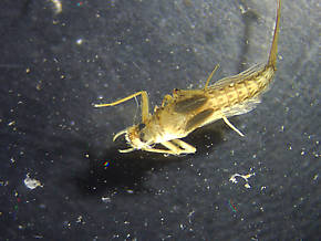 Paraleptophlebia bicornuta (Mahogany Dun) Mayfly Nymph