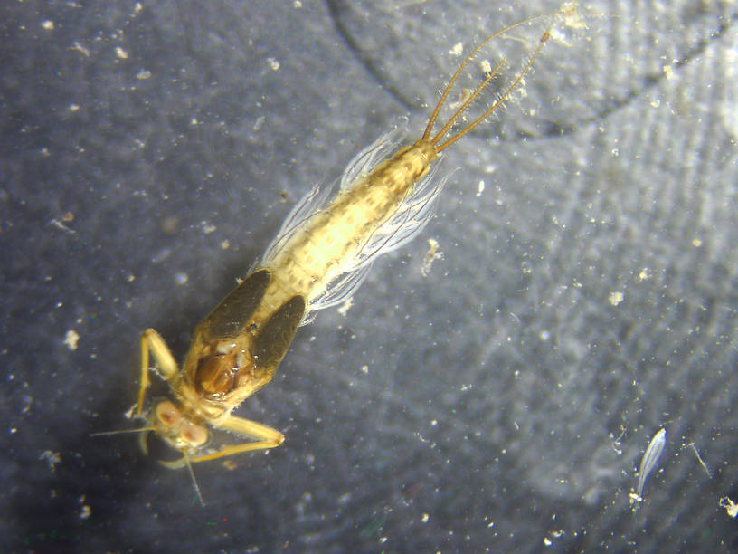 Paraleptophlebia bicornuta (Mahogany Dun) Mayfly Nymph from the Flathead River-upper in Montana