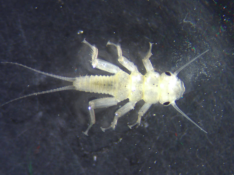 Perlidae (Golden Stones) Stonefly Nymph from the Flathead River-upper in Montana