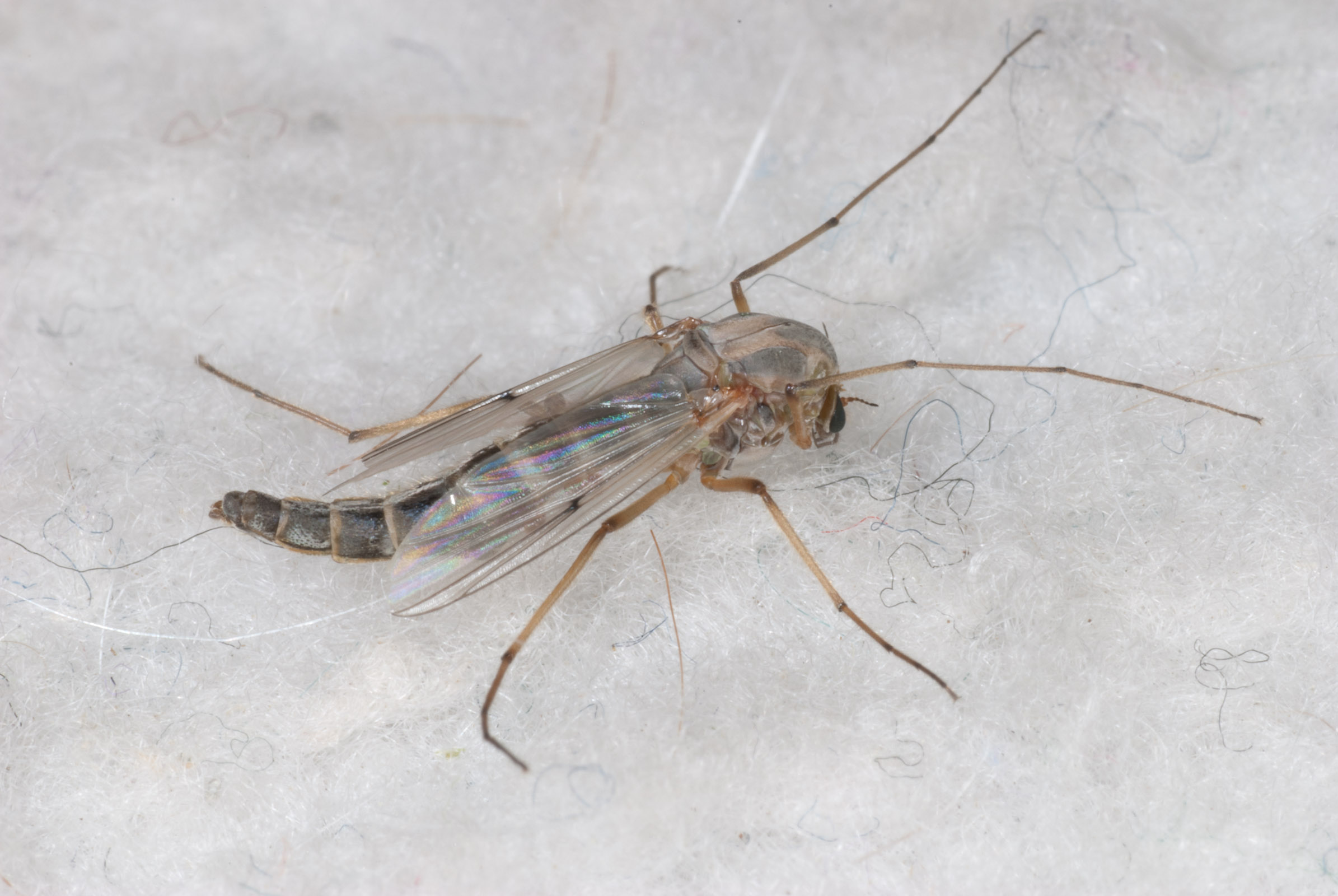 Chironomidae (Midges) Midge Adult from unknown in Montana