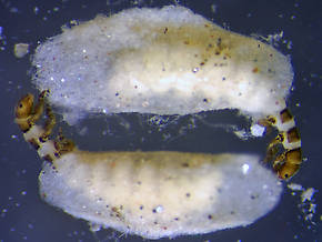 Hydroptila (Varicolored Microcaddisflies) Caddisfly Nymph