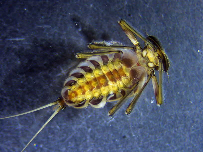 Epeorus grandis Mayfly Nymph from Yellow Bay Creek in Montana