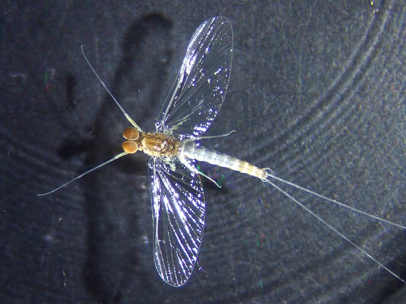Male Baetis tricaudatus (Blue-Winged Olive) Mayfly Spinner from the Flathead River-Lower in Montana