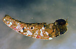 Apatania (Early Smoky Wing Sedges) Caddisfly Nymph from the Jocko River in Montana