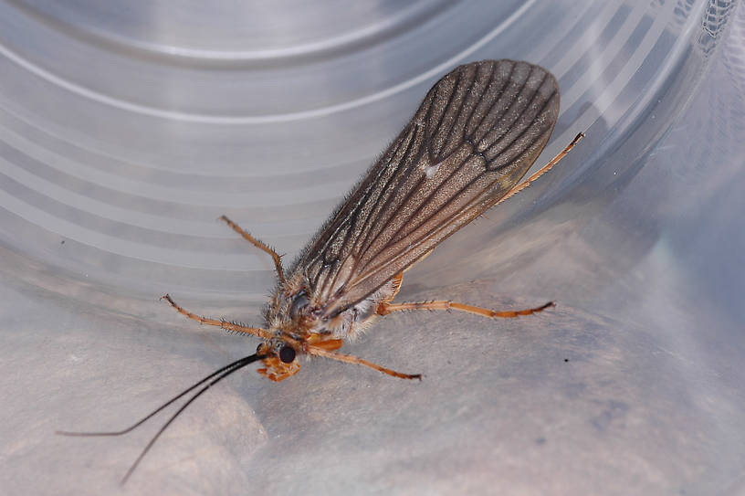 Dicosmoecus gilvipes (October Caddis) Caddisfly Adult from the Touchet River in Washington