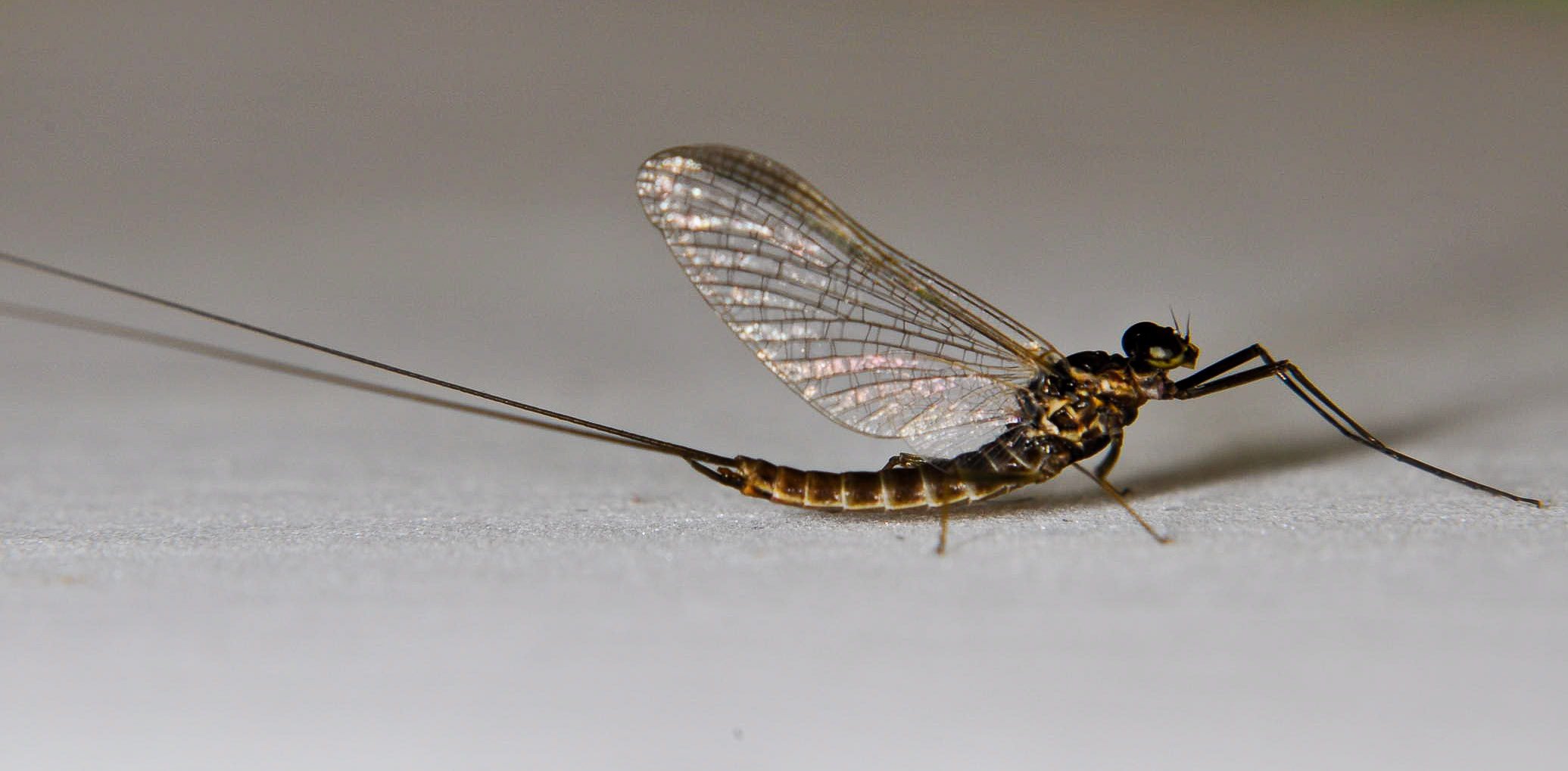 Male Rhithrogena morrisoni (Western March Brown) Mayfly Adult from the Touchet River in Washington