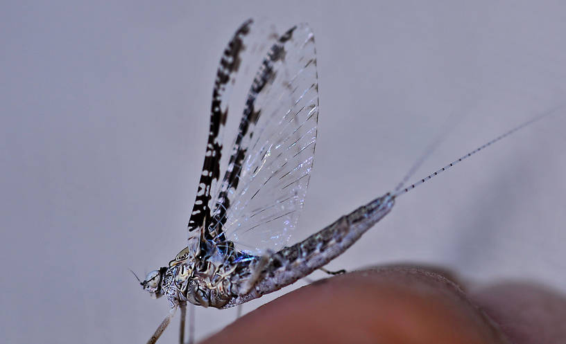 Callibaetis ferrugineus (Speckled Spinner) Mayfly Adult from the Flathead River-lower in Montana