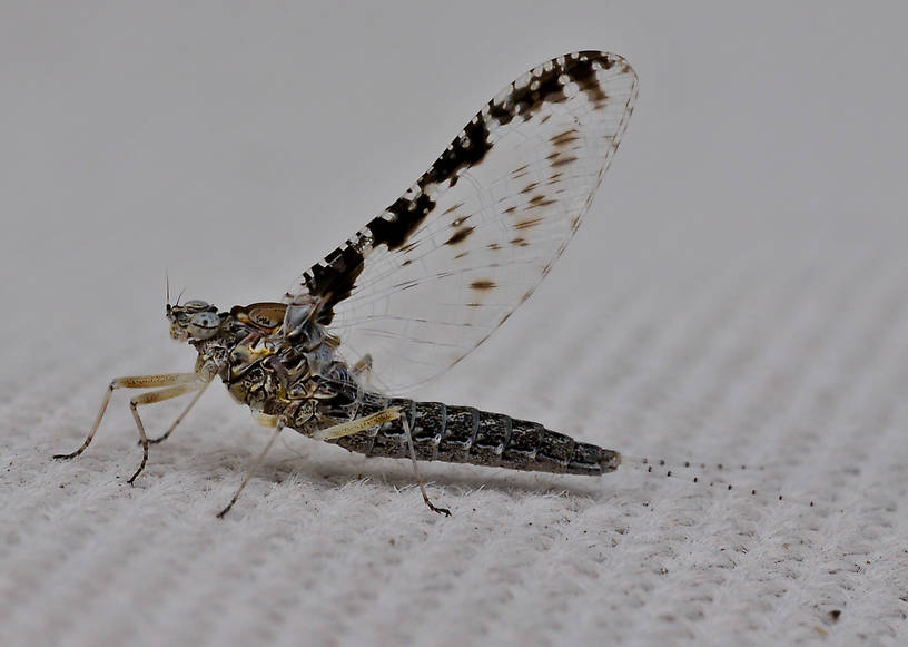 Callibaetis ferrugineus (Speckled Spinner) Mayfly Adult from the Flathead River-lower in Montana