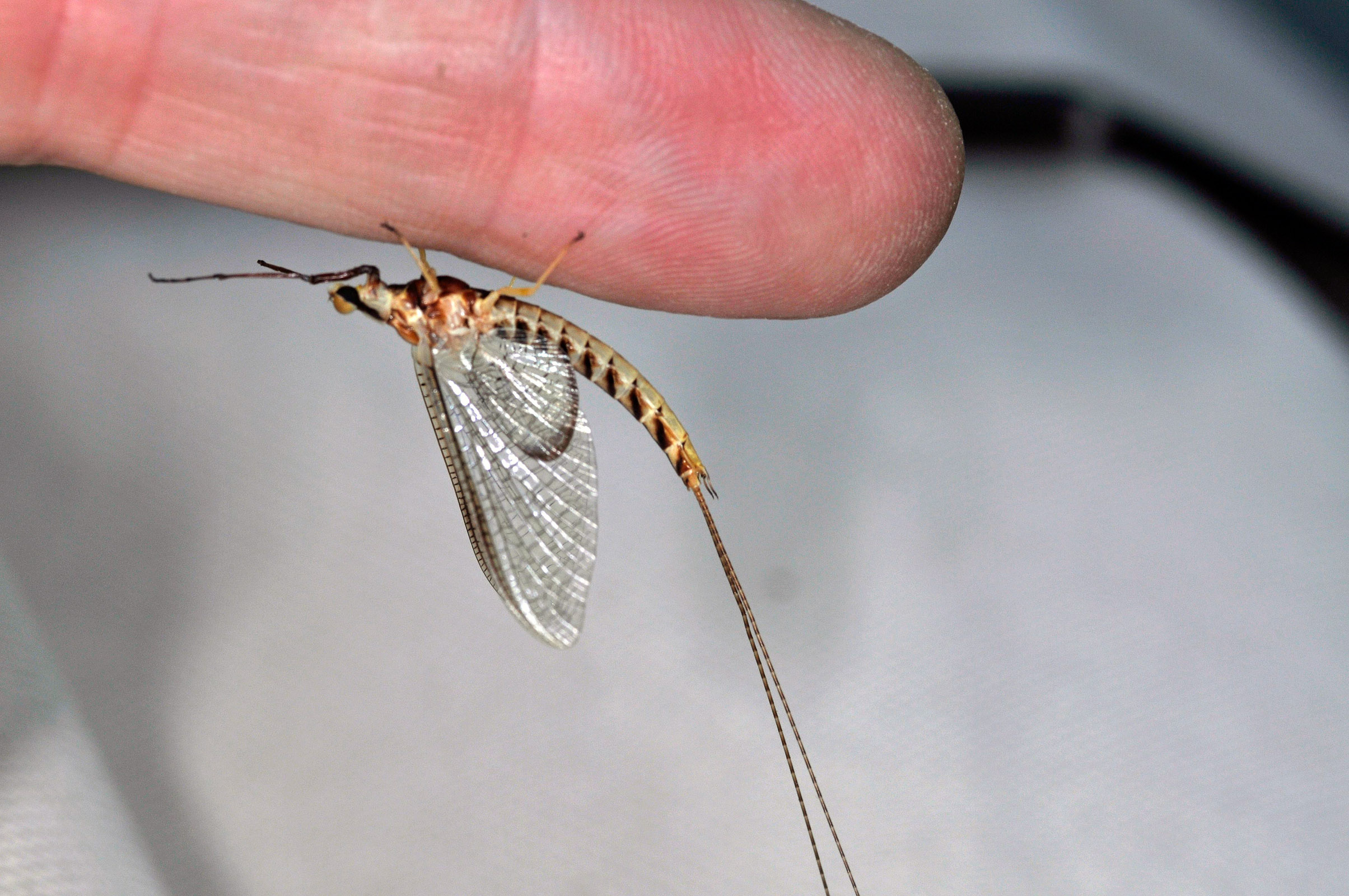 Male Hexagenia limbata (Hex) Mayfly Spinner from Flathead Lake in Montana