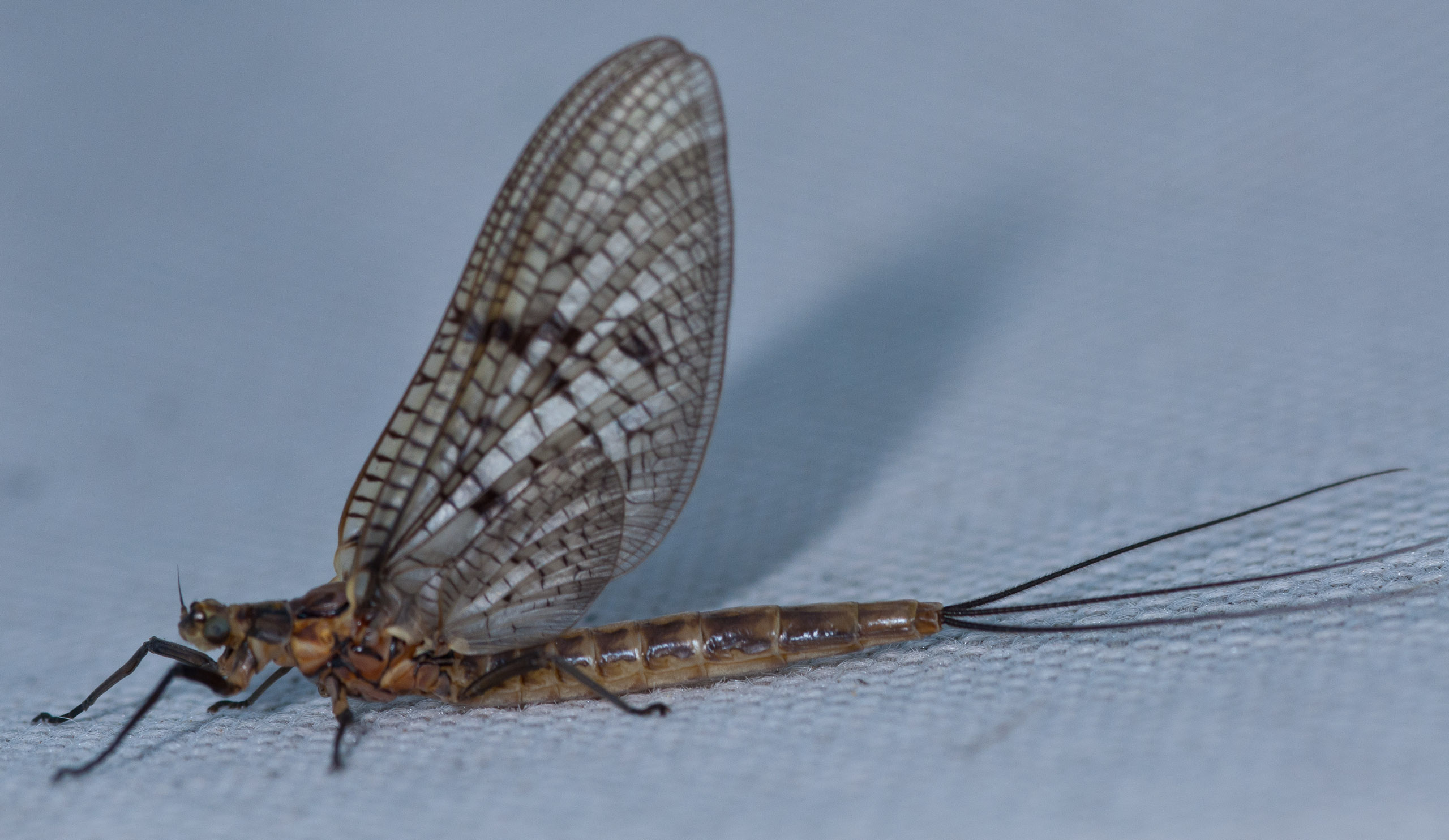 Male Ephemera simulans (Brown Drake) Mayfly Dun from Flathead Lake in Montana