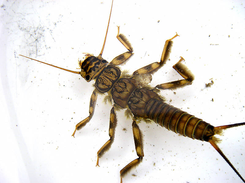 Claassenia sabulosa (Golden Stone) Stonefly Nymph from the Flathead River-lower in Montana