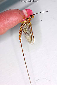 Male Hexagenia limbata (Hex) Mayfly Spinner
