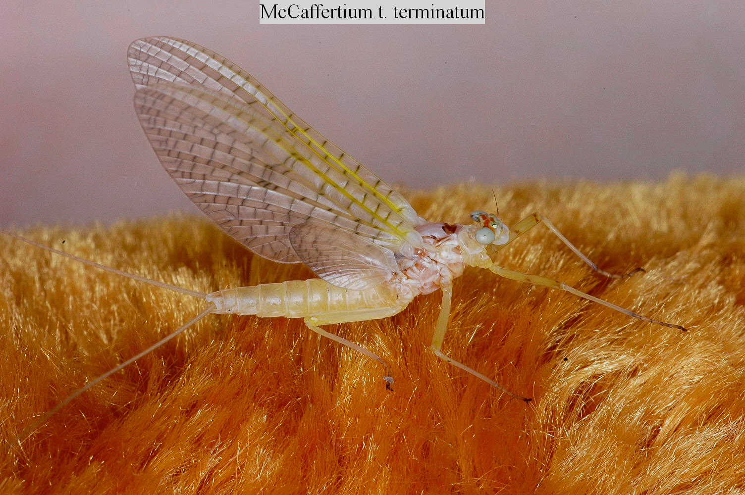 Female Maccaffertium terminatum Mayfly Dun from the Flathead River-Lower in Montana