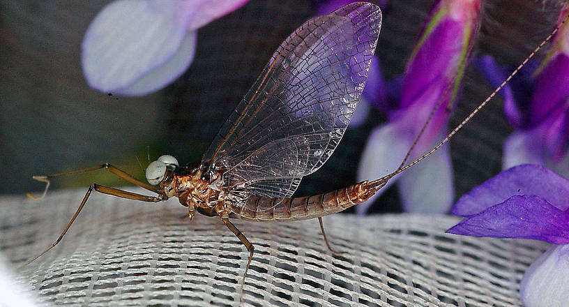 Male Heptagenia solitaria (Ginger Quill) Mayfly Spinner from the Flathead River-Lower in Montana