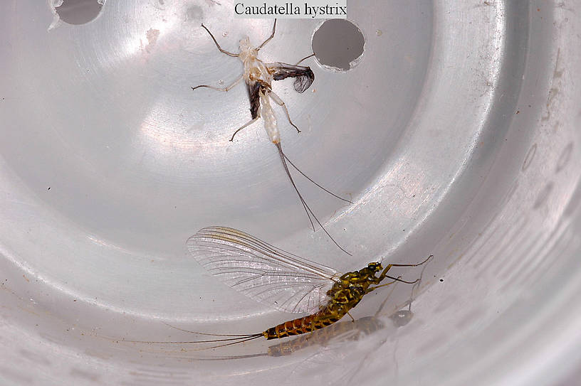 Male Caudatella hystrix Mayfly Spinner from Revais Creek in Montana