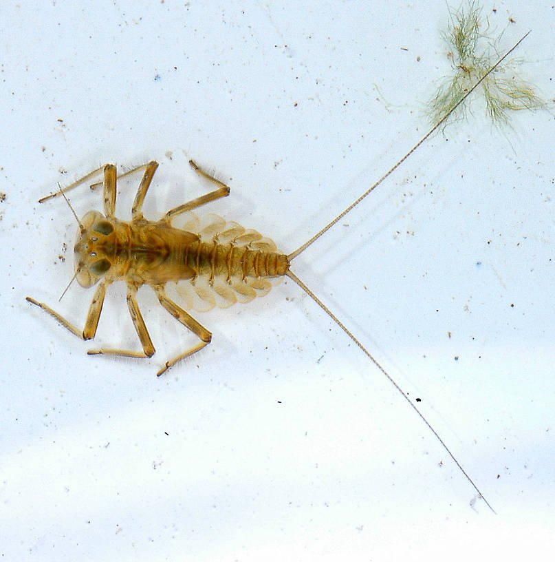 Epeorus longimanus (Slate Brown Dun) Mayfly Nymph from the Vermillion River in Montana