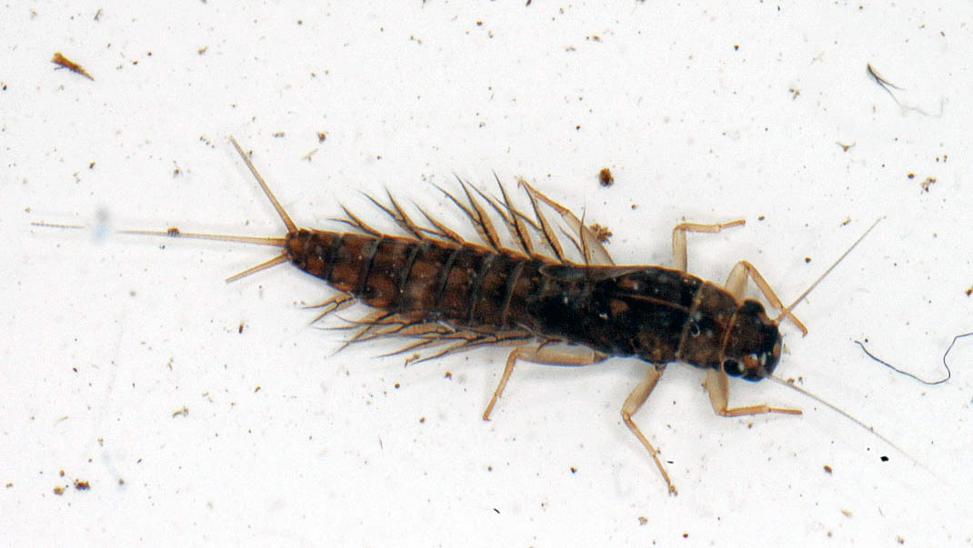 Neoleptophlebia Mayfly Nymph from the Vermillion River in Montana