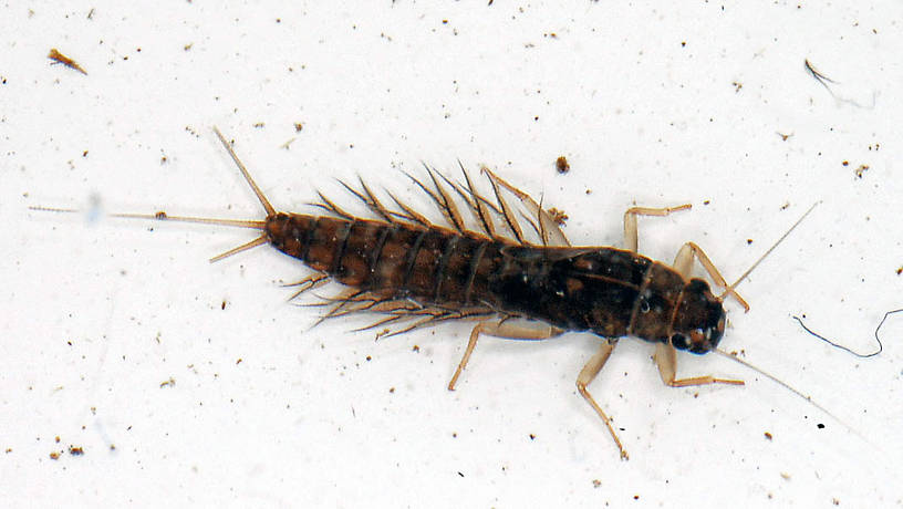 Neoleptophlebia Mayfly Nymph from the Vermillion River in Montana