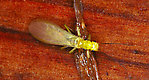 Sweltsa (Sallflies) Stonefly Adult