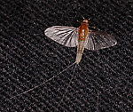 Caenis (Angler's Curses) Mayfly Adult from Kicking Horse Reservoir in Montana