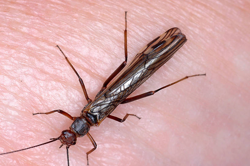 Megaleuctra stigmata (Little Black Needlefly) Stonefly Adult from Talking Water Creek in Montana