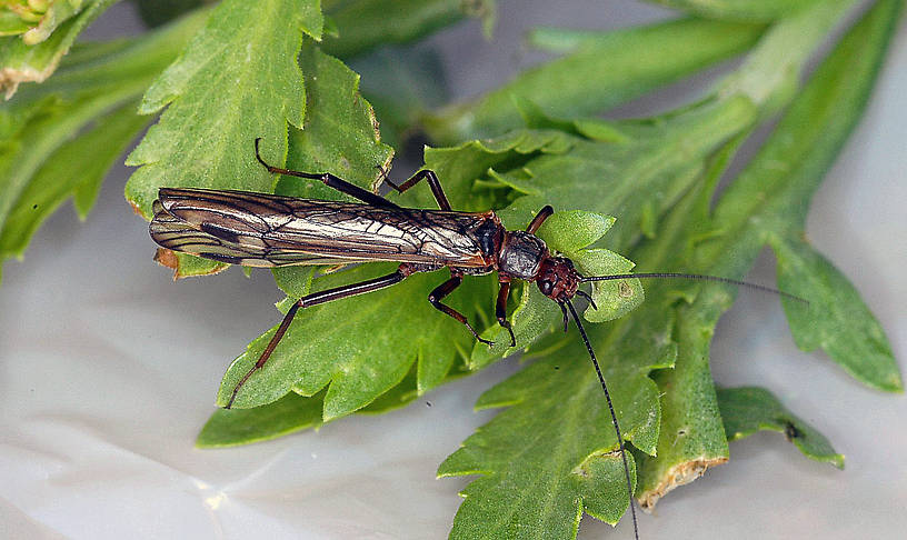 Megaleuctra stigmata (Little Black Needlefly) Stonefly Adult from Talking Water Creek in Montana