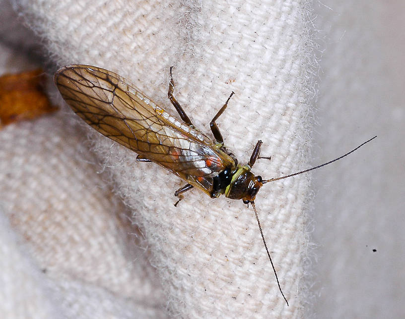 Yoraperla brevis (Roachfly) Stonefly Adult from Station Creek in Montana