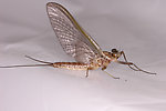 Male Rhithrogena Mayfly Dun from the Vermillion River in Montana