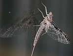 Female Callibaetis undatus (Speckled Spinner) Mayfly Spinner