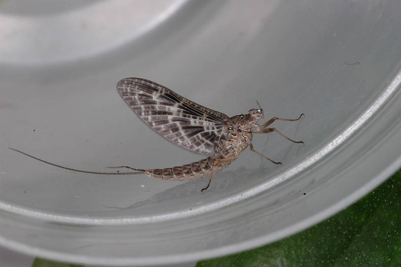 Callibaetis (Speckled Spinners) Mayfly Dun from the S. Fk. Milk River in Montana