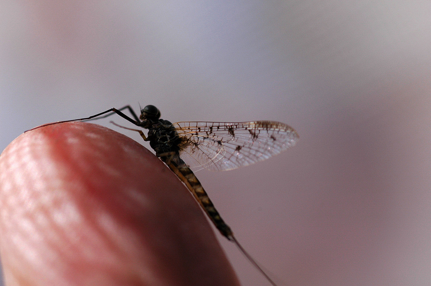 Male Ameletus oregonensis (Brown Dun) Mayfly Spinner from Hungry Horse Creek in Montana