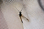 Male Ameletus oregonensis (Brown Dun) Mayfly Spinner