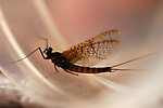 Cinygmula (Dark Red Quills) Mayfly Dun from Boiling Springs Creek in Montana