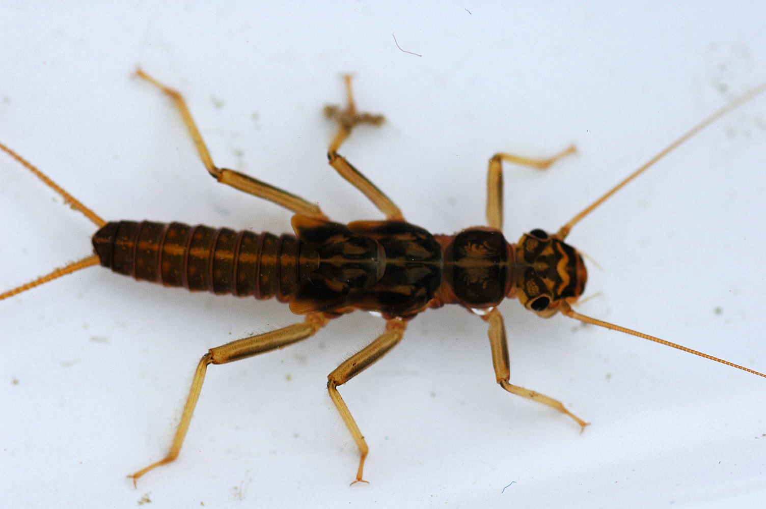 Skwala (Large Springflies) Stonefly Nymph from the Jocko River in Montana