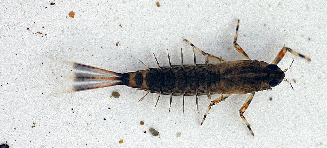 Ameletus (Brown Duns) Mayfly Nymph from the Flathead River-lower in Montana