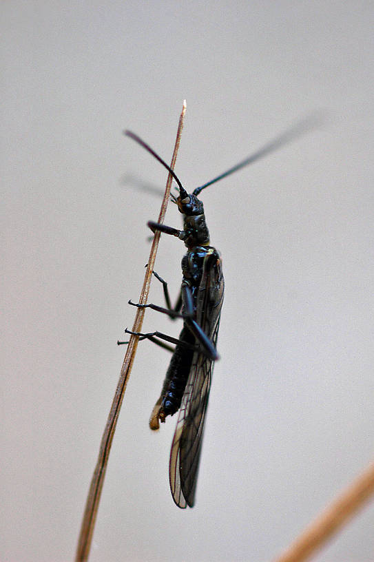 Male Taenionema pacificum (Willowfly) Stonefly Adult from the Jocko River in Montana
