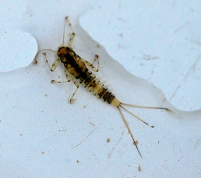 Baetis (Blue-Winged Olives) Mayfly Adult from the Jocko River in Montana