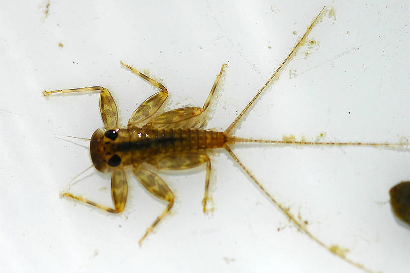 Heptagenia solitaria (Ginger Quill) Mayfly Nymph from the Flathead River-lower in Montana