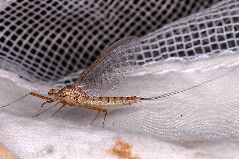 Heptagenia solitaria (Ginger Quill) Mayfly Adult from the Flathead River-lower in Montana